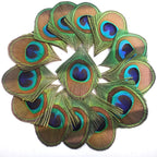 Peacock Feather Decor