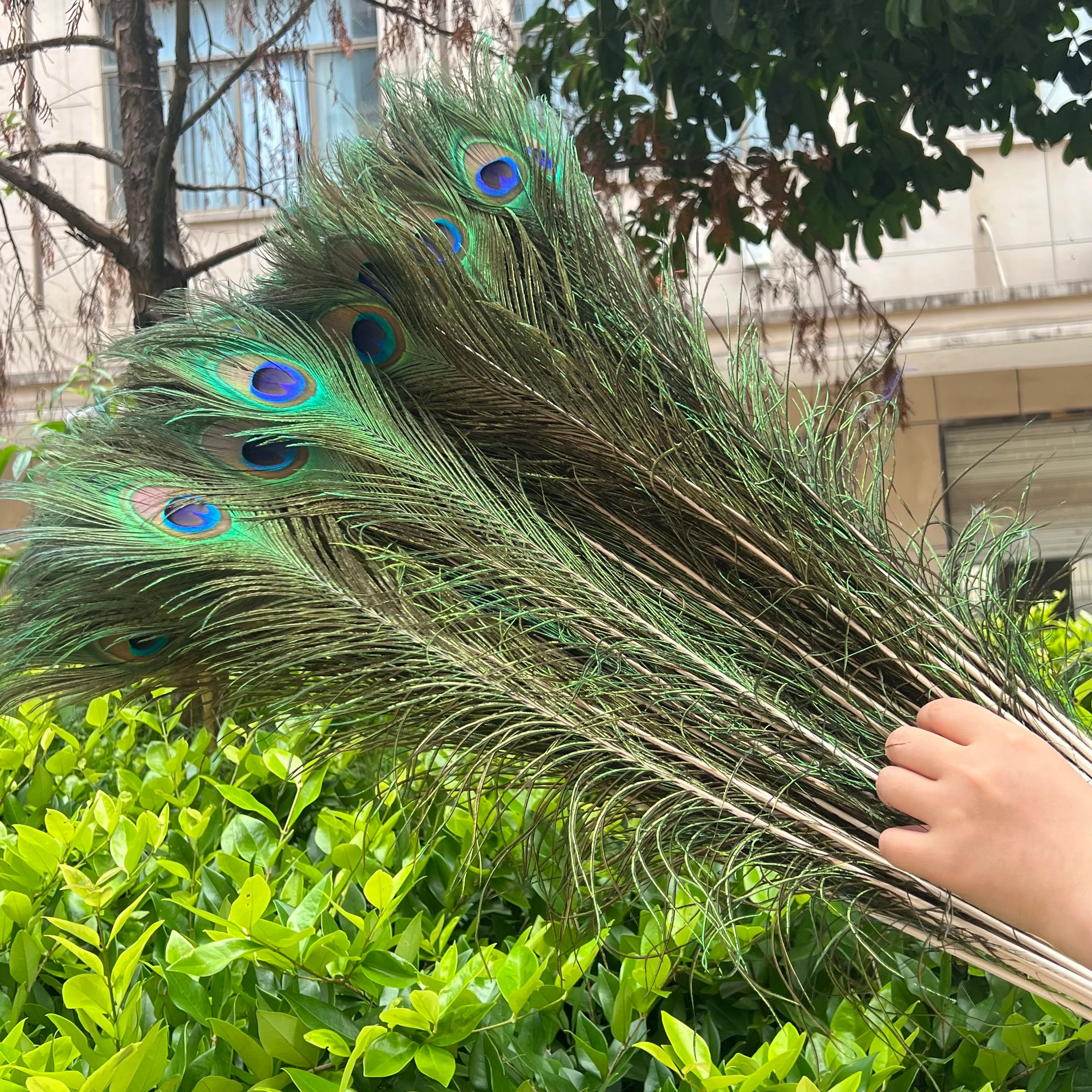Wholesale 20/50/100pcs Peacock Natural Feather