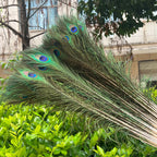Wholesale 20/50/100pcs Peacock Natural Feather