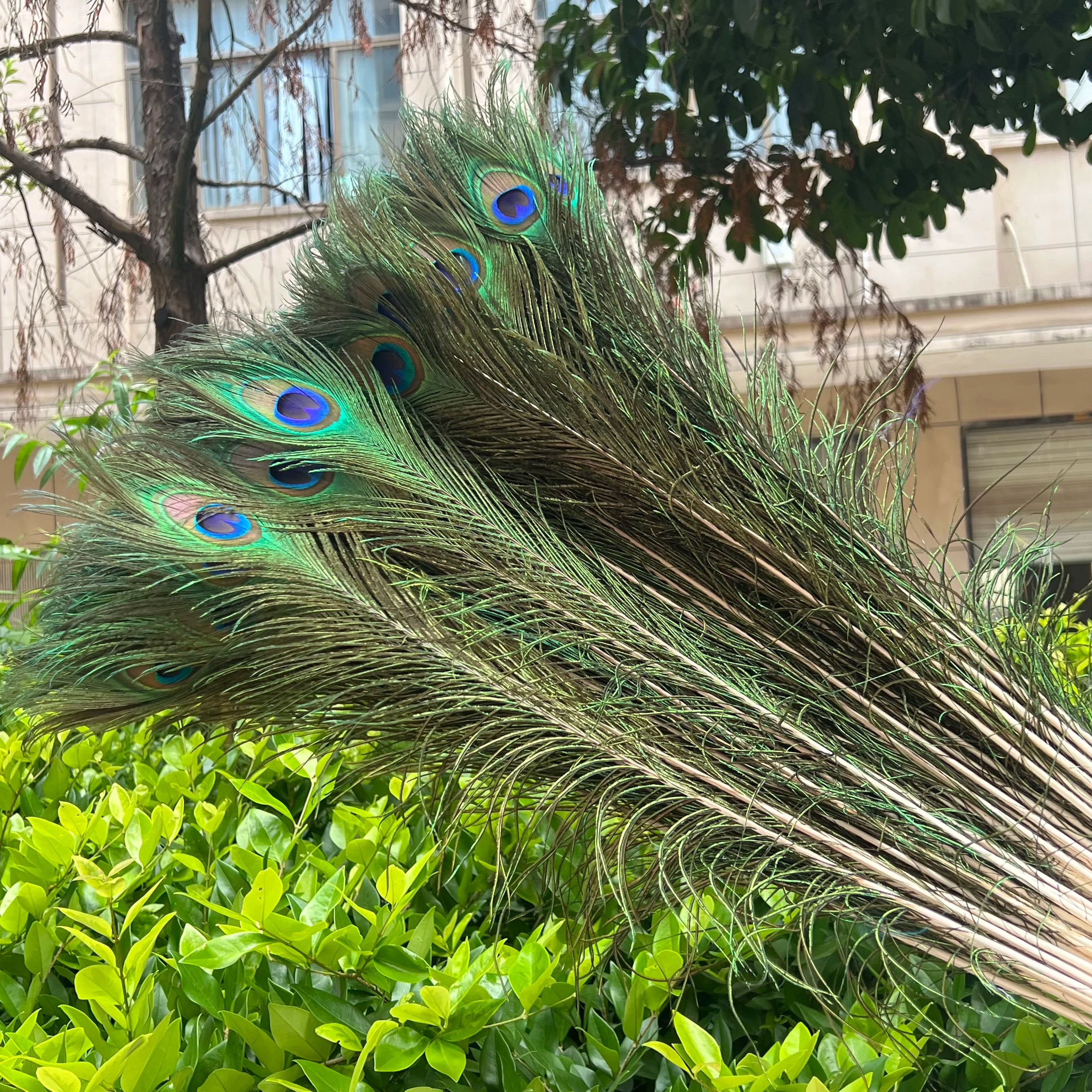 Wholesale 20/50/100pcs Peacock Natural Feather