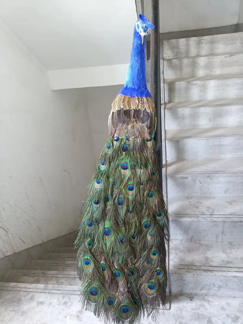 105cm Realistic Peacock Simulation Colorful Foam & Real Feather