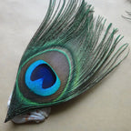 Peacock Feather Decor