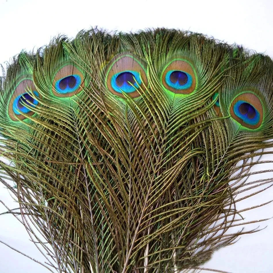 Natural Peacock Feathers