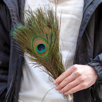 Peacock Decor Feathers