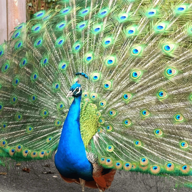 Peacock Decor Feathers
