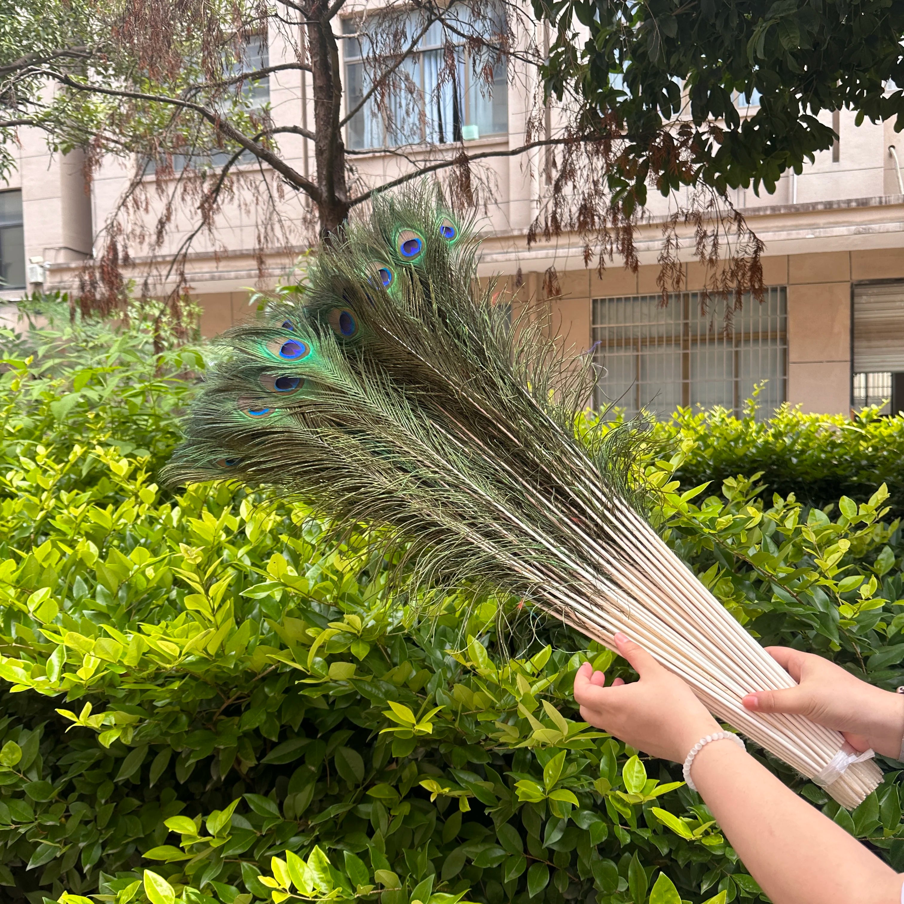 Wholesale 20/50/100pcs Peacock Natural Feather