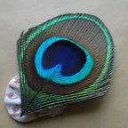 Peacock Feather Decor