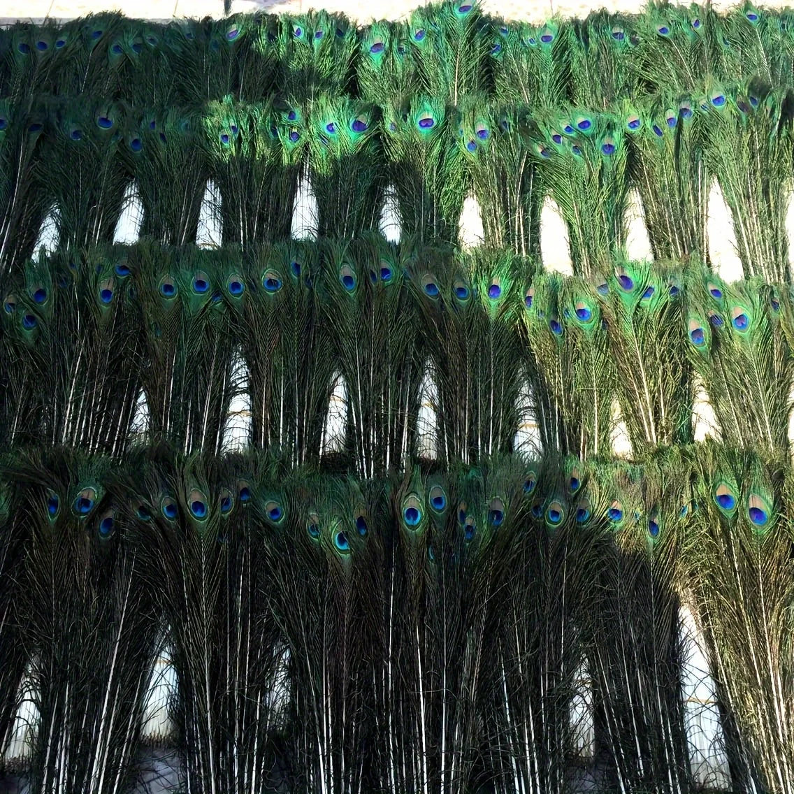 Peacock Decor Feathers