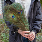 Peacock Decor Feathers