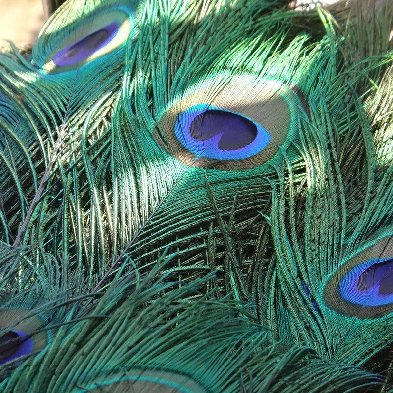 Peacock Feather Decor