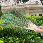 Wholesale 20/50/100pcs Peacock Natural Feather