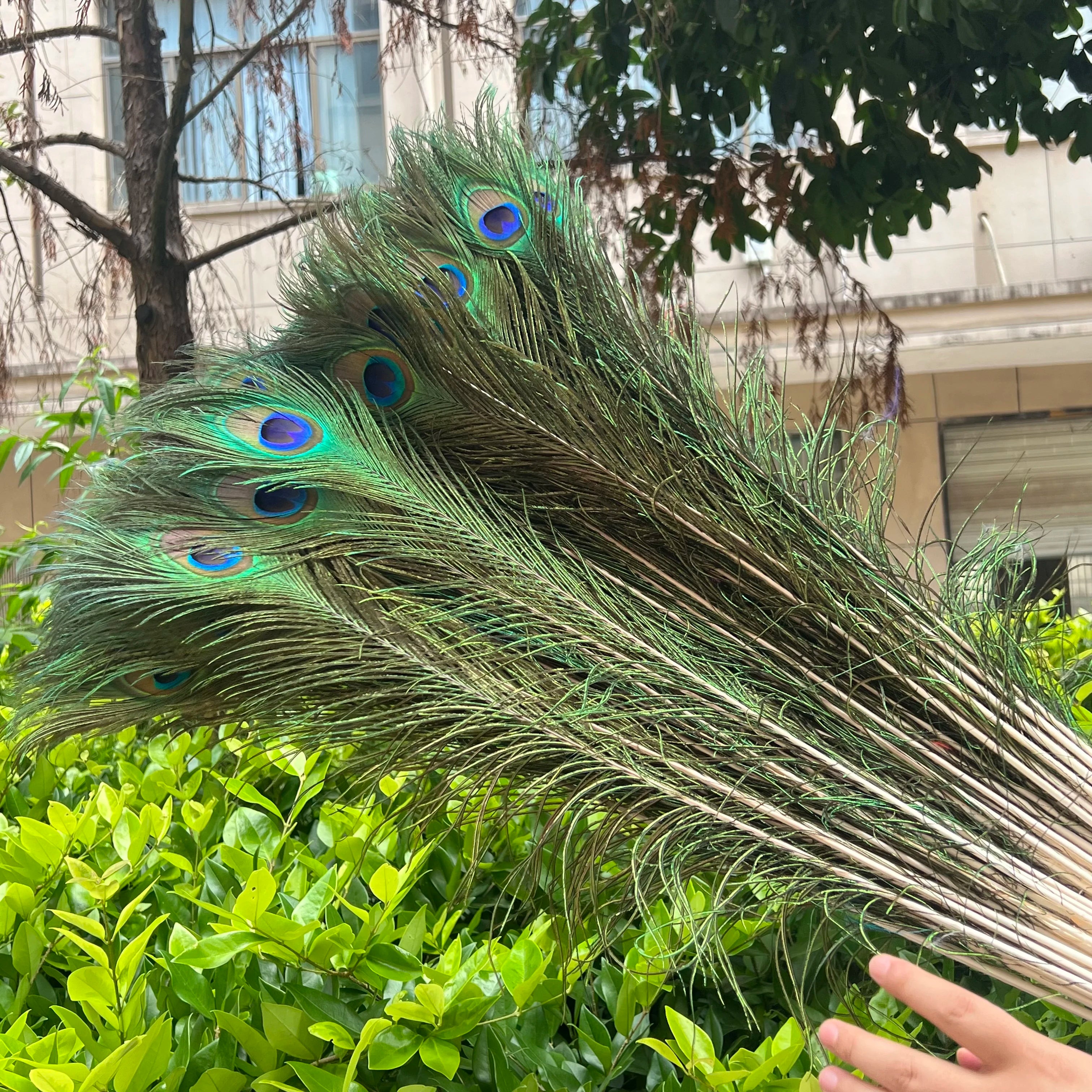 Wholesale 20/50/100pcs Peacock Natural Feather