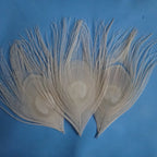 Peacock Feather Decor