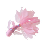 Mid-Autumn Festival Koi Lantern Glowing